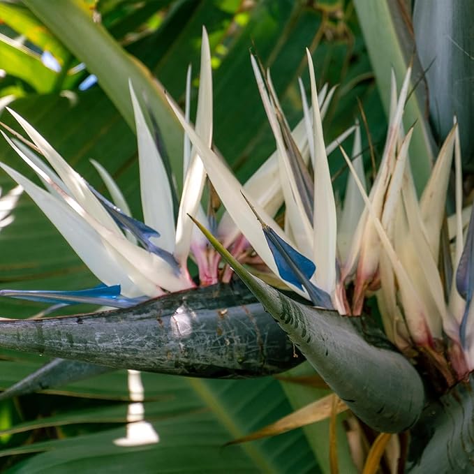 Live White Birds of Paradise Plant - 'White Birds of Paradise' Strelitzia nicolai - ragnaroc Tropical Plant 6-10” Tall - 4ct - Live Arrival Guaranteed - House Plants for Home Decor & Gift
