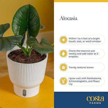 Costa Farms Alocasia Silver Dragon Live Plant in Self Watering Pot, Indoor Houseplant Perfect for Home, Room, or Office Decor, Great House Warming or Birthday Gift, 12-16 Inches Tall