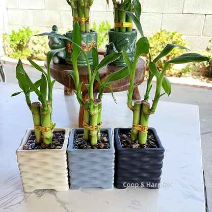 Coop & Harp 3-Stalk 4" Lucky Bamboo Live Indoor Plant with Ceramic Cube Textured Vase, Live Indoor Lucky Bamboo for Home, Office and Gift (Cube Gray)