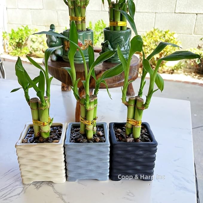Coop & Harp 3-Stalk 4" Lucky Bamboo Live Indoor Plant with Ceramic Cube Textured Vase, Live Indoor Lucky Bamboo for Home, Office and Gift (Cube Black)