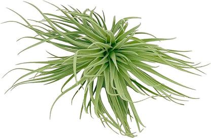 Air Plants - Flowering Tillandsia Rose BAER, Large 5" - 2ct - Live Arrival Guaranteed - House Plants for Home Decor & Gift