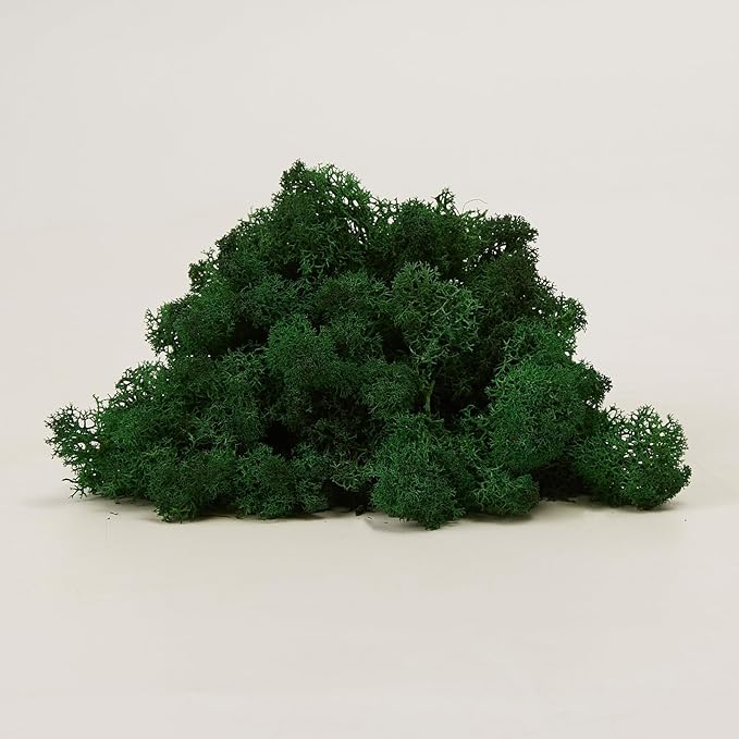 Preserved Reindeer Moss Natural Green DIY Kit Gardenning Art Wall Decor Florist Decor Easter Table Decor Wedding