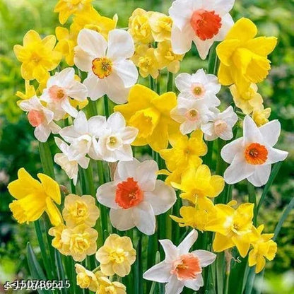 20 Daffodil Bulbs for Fall Planting, Spring-Blooming Narcissus Bulbs, Bulk Top Size Bulbs for Gardens, Borders and Flowerbeds Planting (Mixed Daffodil Bulbs)