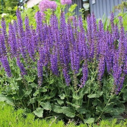 2 Vibrant Sage Salvia Live Plants, Fragrant Perennial Sage Plants Live for Spring Planting, Summer Planting, 5 to 10 Inches in Tall, (Blue-Purple)