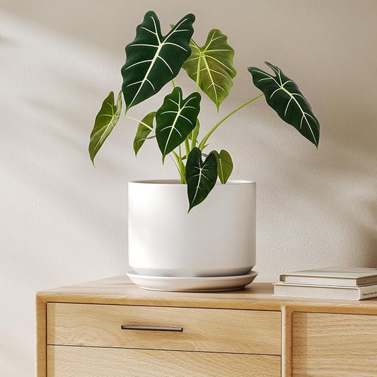 LE TAUCI Ceramic Pots for Plants, 8 Inch Plant Pot with Drainage Hole & Saucer, Modern Minimalist Planters for Indoor Plants, Round Flower Pot for Snake Plant, Monstera, Perfect for Home Decor, White