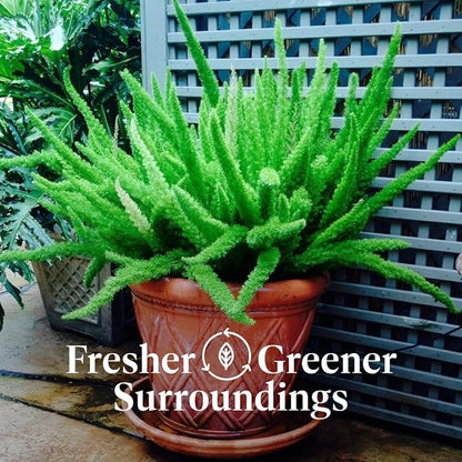 American Plant Exchange Foxtail Fern – 6-Inch Pot – Live Easy Care Tropical Plant with Arching Needle-Like Foliage for Indoor Décor, Patios, Containers, Hanging Baskets & Garden Landscapes