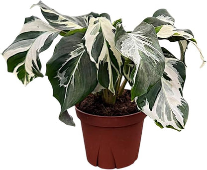 CoollectivePlants Calathea Stella – Live Calathea Plant in 4″ Grower’s Pot, Low Maintenance Indoor Houseplant, Includes UniHeat Pack for Winter Protection