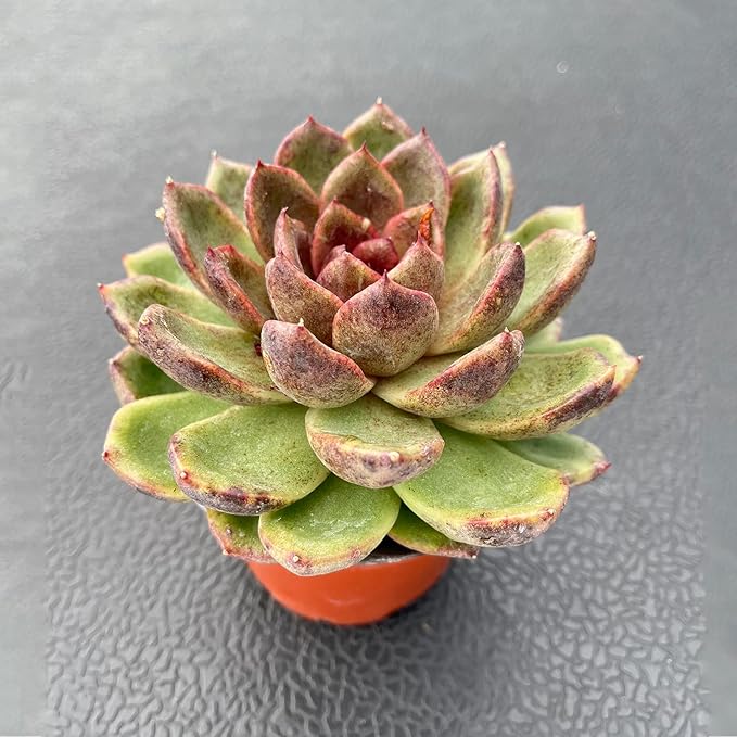 Live Succulent Plants (Echeveria 'Black-Crystals'), Easy Care Houseplant for Home and Office Decor, Great Gift for Housewarming, Birthday, Thanksgiving