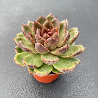 Live Succulent Plants (Echeveria 'Black-Crystals'), Easy Care Houseplant for Home and Office Decor, Great Gift for Housewarming, Birthday, Thanksgiving