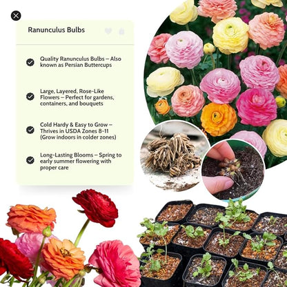 Mix Ranunculus Flowers Bulbs for Spring Planting, Perennial Flower Bulbs, Early Spring Flower to Plant Outside, Colorful Blooms Groundcover Bulbs, Top Size