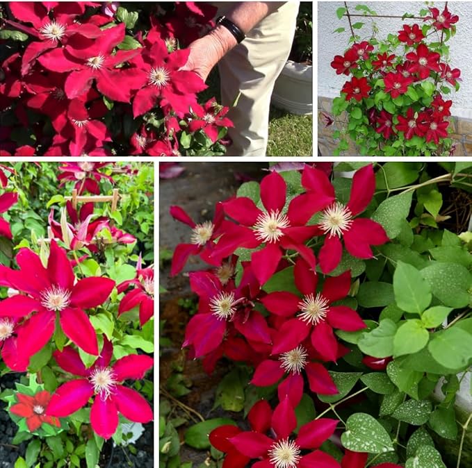 Red Clematis Vine Plant, Clematis Vine with Large Blooms Perennial, 2.5 Inc Pot for Outdoor Planting