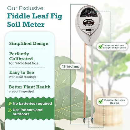 Fiddle Leaf Fig Essentials Bundle