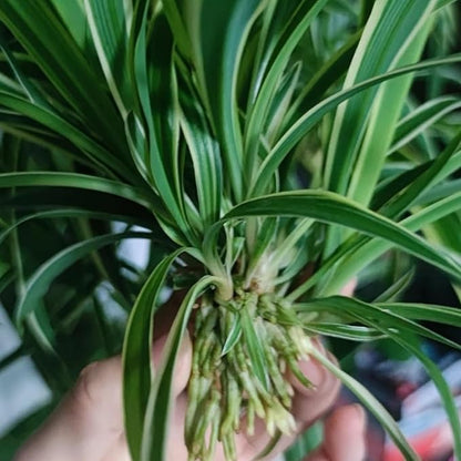 3 Reverse Variegated Spider Plant Cuttings – Fast-Growing Indoor Houseplants – Easy to Grow Hanging Basket Greenery for Home or Office Décor