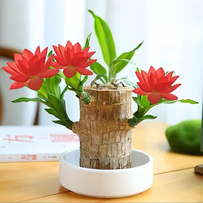 Brazilian Wood Plants,with Base and Mystery Doll Decorations, Easy to Plant in The Home Office to attracts Wealth,Lucky Wood Plant,Home Decoration