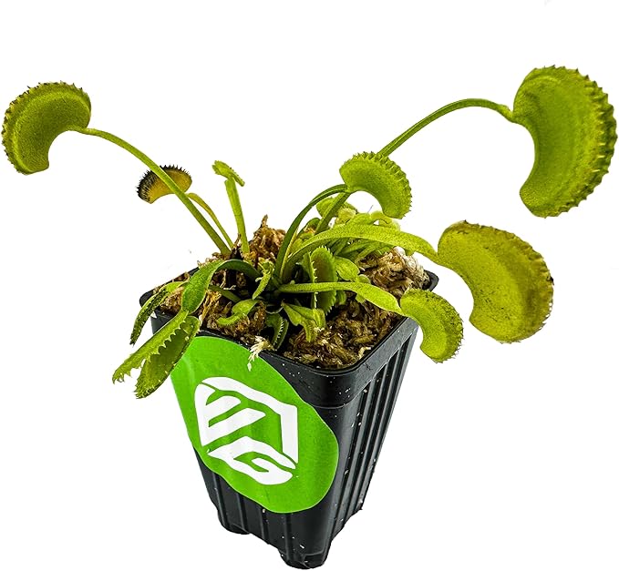 Dente Venus Fly Trap Live Plant - Dionaea muscipula 'Dente' by Wellspring Gardens - Carnivorous Plant - Fly Trap Plant - Unique Indoor Plant - Starter Plant