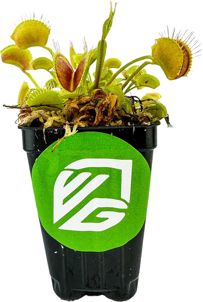 Venus Fly Trap Live Carnivorous Plant - Dionaea muscipula - Wellspring Gardens Starter Plant Aquatic Plant