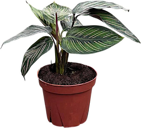 Calathea Beauty Star | Live Plant in a 4 Inch Growers Pot, Live Indoor, Easy to Grow, Easy to Care, and Low Maintenance Houseplant (4" Pot)