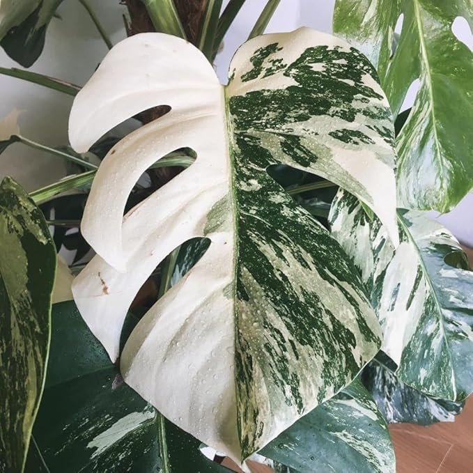 2 Count Thai Constellation Monstera Plants Live | Philodendron Live Plant | Decorative Variegated Monstera Live Plant | 4 to 5 Inch Tall | Green and Cream Color for Decor