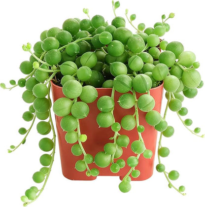 Sprout N Green Live Mini Succulent Plant, 2in String of Pearls, 1 Pack Rare Fully Rooted in Pot, Real House Plant for Home Office Wedding Decoration DIY Projects Party Favor