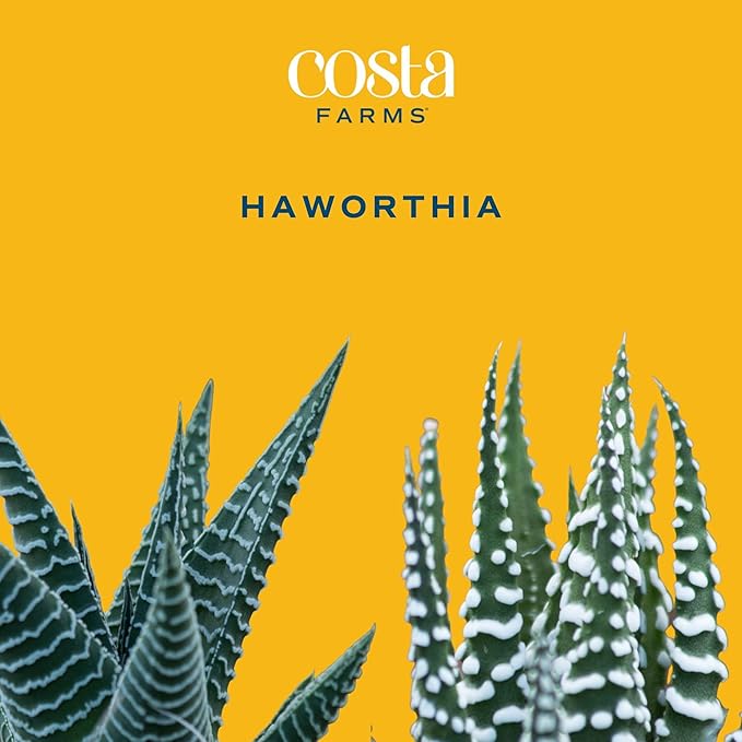 Costa Farms Haworthia Succulents Fully Rooted Live Indoor Plant 6-Inches Tall, in Grower Pot, 3-Pack
