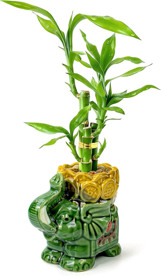 Lucky Bamboo 3-Stalk Set with Pebbles in Elephant Coin Plate Pot – 6'' 6'' 8'' Live Plant for Positive Energy