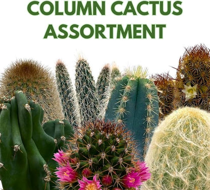 BubbleBlooms Column Cactus Assortment 6 inch Pots Set of 3