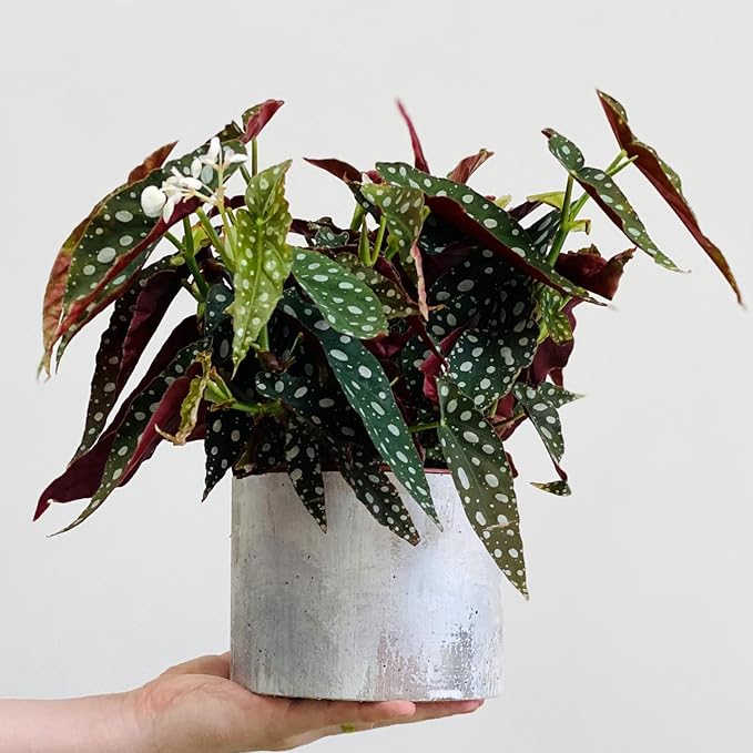 Begonia Plants Live, Rare Begonias Indoor Growing, Hanging Basket, Starter 5 to 9 Inc Tall (Maculata Angel Wing Polka Dot)