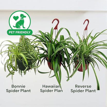 Spider Collection – Bonnie, Reverse & Hawaiian Varieties – Airplane, Pet Friendly Live Indoor Houseplant (8" Spider Plant Reserve)