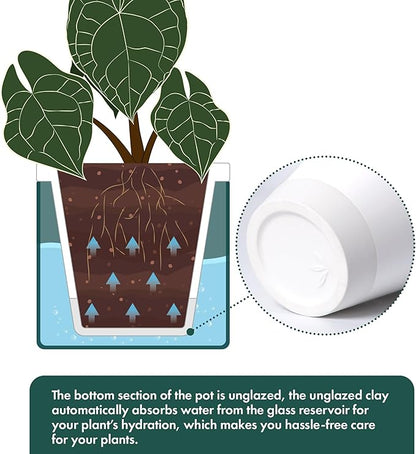 D'vine Dev 6 Inch Design Self Watering Planter for Indoor Plants, White Terracotta Pot with Teal Cylinder Glass Cup, Set of 2, 37-Y-B-5