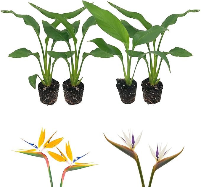 Live Orange & White Birds of Paradise Plant Variety - 'Birds of Paradise' Strelitzia nicolai - ragnaroc Tropical Plant 6-10” Tall - 4ct - Live Arrival Guaranteed - House Plants for Home Decor & Gift