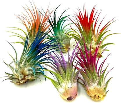 ragnaroc Air Plants - Tillandsia Ionantha, Regular 2-3" - 1ct - Organically Enhanced Color - Live Arrival Guaranteed - House Plants for Home Decor & Gift, Lavender