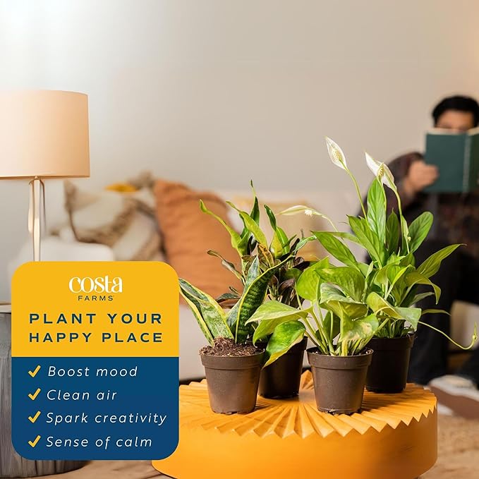 Costa Farms Live Indoor Plant Pack in Plastic Pots, Easy to Maintain, Air Purifying Indoor Houseplants, Assorted Varieties, Room or Office Decor, House Warming Gift, 8-12 Inches Tall, Pack of 4