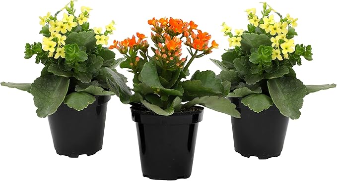 Florist Kalanchoe Live Succulent Plants (3 Pack), Flowering Flaming Katy Succulents, Easy Plant Care, Approx. 7 in. Tall, Drought-Tolerant Indoor Houseplants in 3.5 in Pots