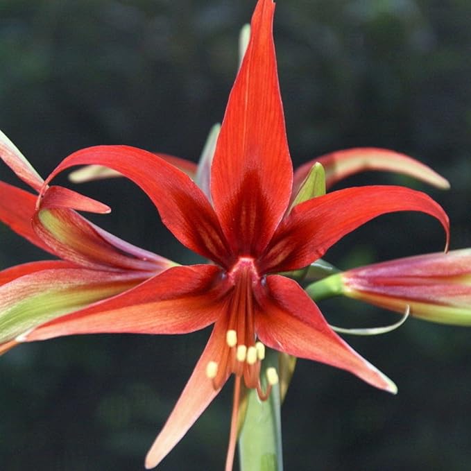 Amaryllis ‘Merengue’ Bulb – Exotic Hippeastrum Cybister, Red Spider Lily Style Blooms, Tropical Tender Perennial, Easy to Grow Indoor Amaryllis Bulb, Rare Flower