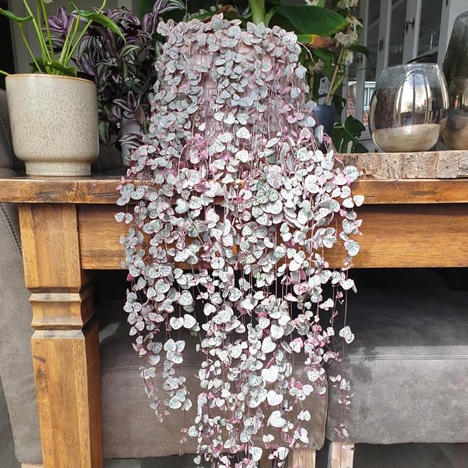 Variegated String of Hearts Live Plants, Easy Indoor Trailing Succulent in 4" Pot, Hanging Succulent Houseplant Indoor Outdoor Planting