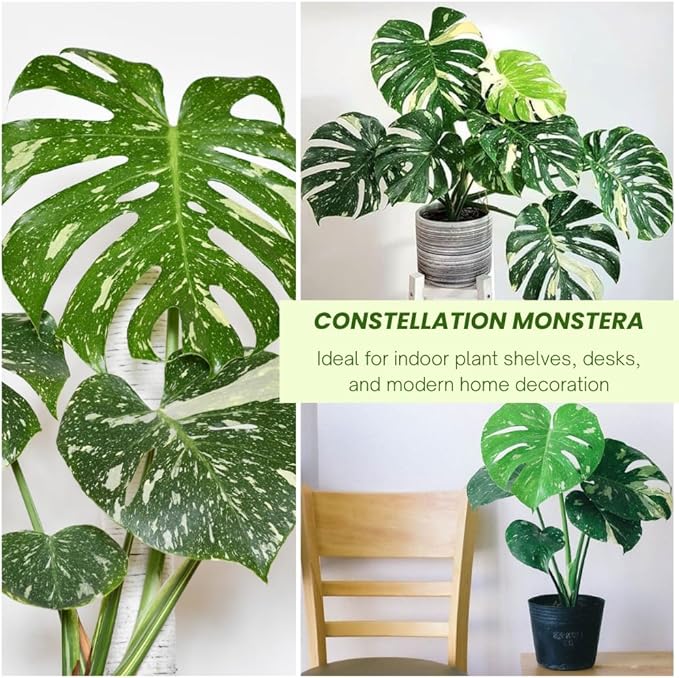 Monstera Plant Live, Thai Constellation Monstera Live Plant, 4 to 6 Inches Tall, Variegated Monstera Houseplant for Home and Office Decoration