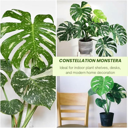 Monstera Plant Live, Thai Constellation Monstera Live Plant, 4 to 6 Inches Tall, Variegated Monstera Houseplant for Home and Office Decoration