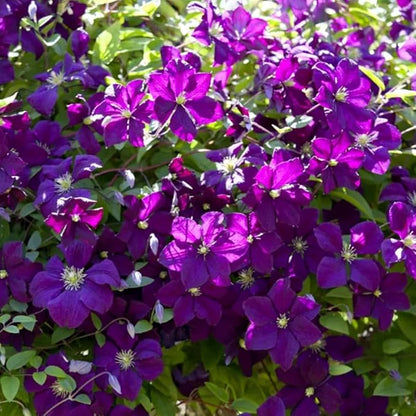 Deep Purple Clematis Vine Plant Live, Clematis Plant Live in 2.5 Inch Pot, Outdoor Garden