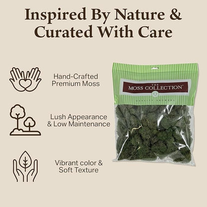 Quality Growers - Preserved Reindeer Moss - Moss for Crafts, Home Decor, Art, Design & DIY Projects - Non-Toxic - USA Made (Basil, Medium, 2-Pack)