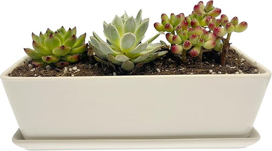 Kipokalor Rectangular White Ceramic Succulent Planter Pot,one Set of 10.19x4.64x3.22inch Modern Minimalist with Ceramic Saucer for Office,Desk,Window.