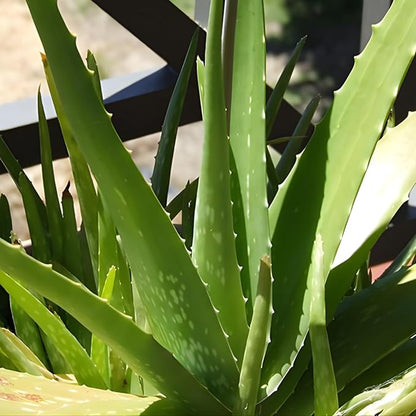 Live Aloe Plant for Planting | Aloe Vera Chinensis Plant in Size 2 Inch Pot | Suitable for Home Garden, Office, and Outdoor Beds | Fully Rooted Houseplant for Indoor Décor, Easy Care & Gift Giving