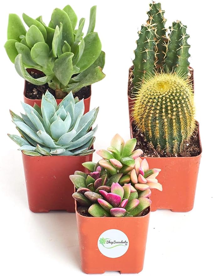 Shop Succulents Premium Live Mini Cactus and Succulent Plants in 2" Pots, Easy Care Indoor or Outdoor Gardening, Terrariums, Favors, & Contemporary Spaces with Hardy, Resilient Varieties, Pack of 5