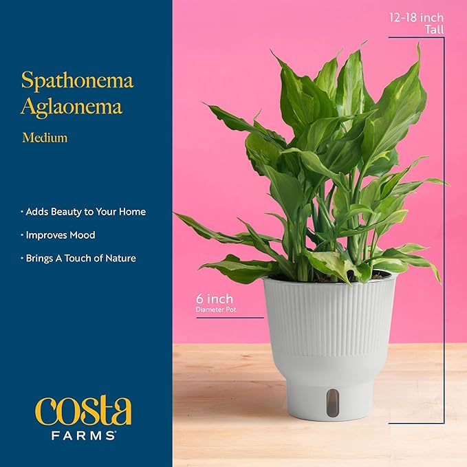 Costa Farms Aglaonema Spathonema, Rare Unique Live Indoor Plant in 6-Inch Self-Watering Houseplant Pot, Potting Soil, Trending Tropicals Collection, Room and Home Decor