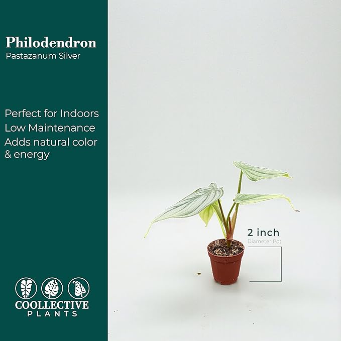 Philodendron Pastazanum Silver – Live Plant in 2" Grower’s Pot, Easy to Grow Low Maintenance Indoor Houseplant, Includes UniHeat Pack for Winter Protection