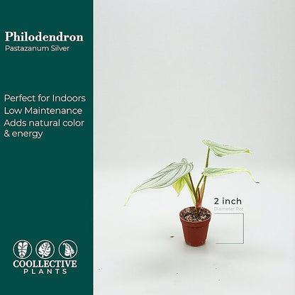 Philodendron Pastazanum Silver – Live Plant in 2" Grower’s Pot, Easy to Grow Low Maintenance Indoor Houseplant, Includes UniHeat Pack for Winter Protection