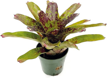 ragnaroc Live Plants – Bromeliad Neoregelia Fireball Aztec, 8-12", 4" - 1ct - Live Arrival Guaranteed - House Plants for Home Decor & Gift