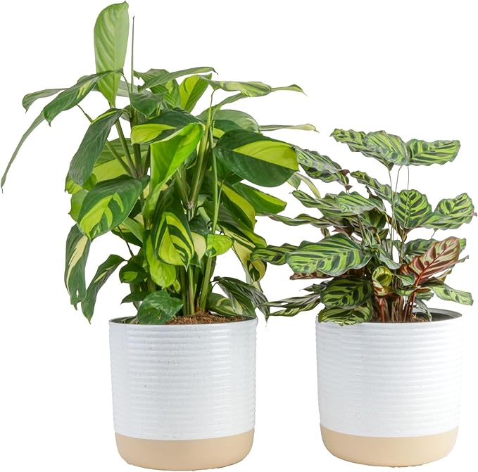 Costa Farms Calathea Live Plants in Decorative Pot, Large Indoor Houseplant, Assorted Variety, Home, Room, or Office Decor, Great House Warming or Birthday Gift, 2-3 Feet Tall, Pack of 2