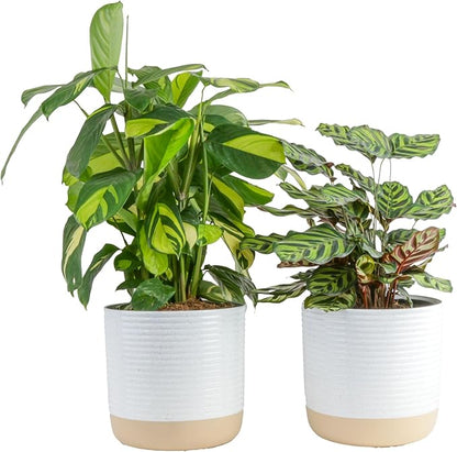 Costa Farms Calathea Live Plants in Decorative Pot, Large Indoor Houseplant, Assorted Variety, Home, Room, or Office Decor, Great House Warming or Birthday Gift, 2-3 Feet Tall, Pack of 2