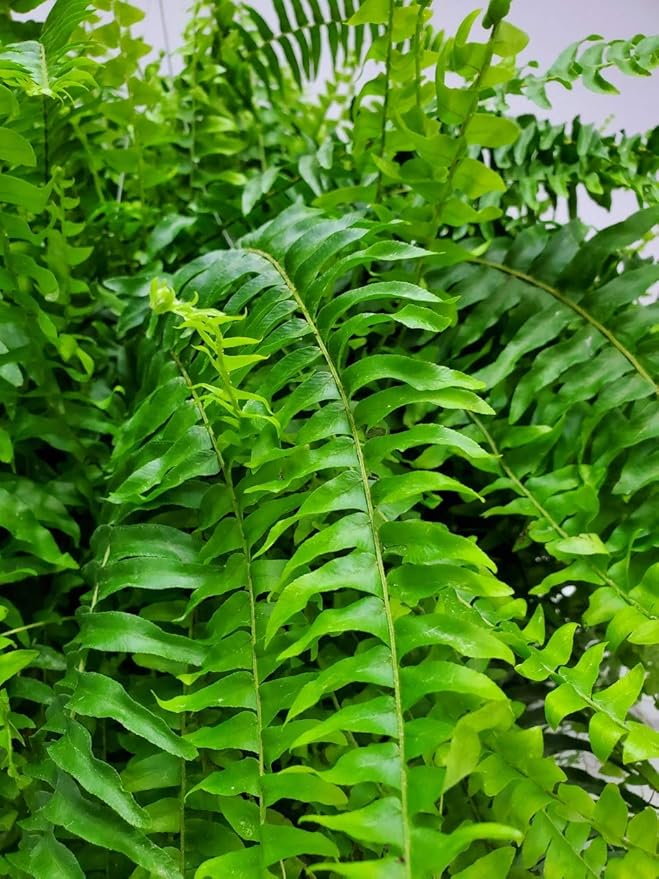 Live Boston Fern Hanging Basket – 12" Basket with 34” Wide Lush Green Fronds – Air-Purifying Houseplant – Pet Friendly & Easy Care for Home, Porch, Patio, or Office Décor