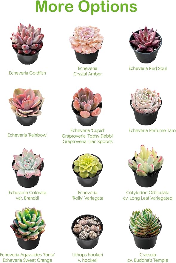 Live Succulent Ripple Jade, Approx 2-inch Large, Potted Succulents, Fully Rooted, Easy Care House Plants